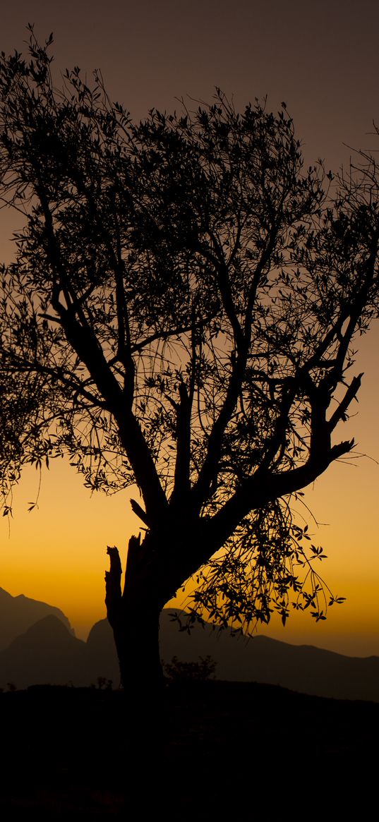 tree, branches, silhouette, mountains, sunset