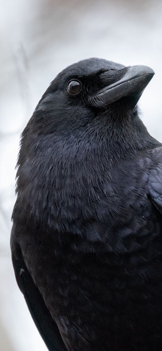 raven, bird, beak, wildlife, black