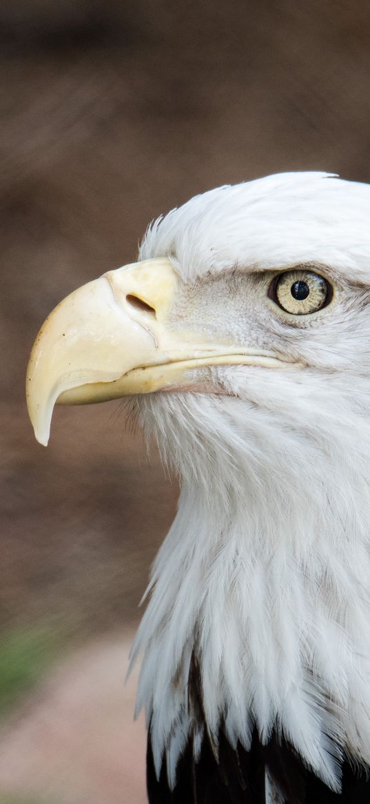 eagle, beak, bird, feathers, wildlife