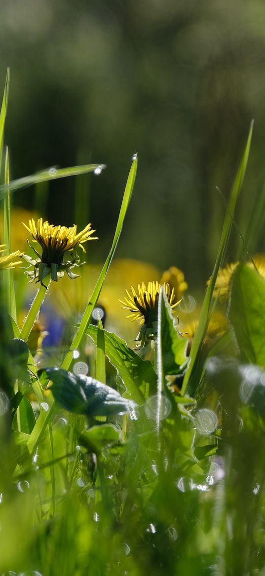 grass, flowers, buds, drops, macro, spring