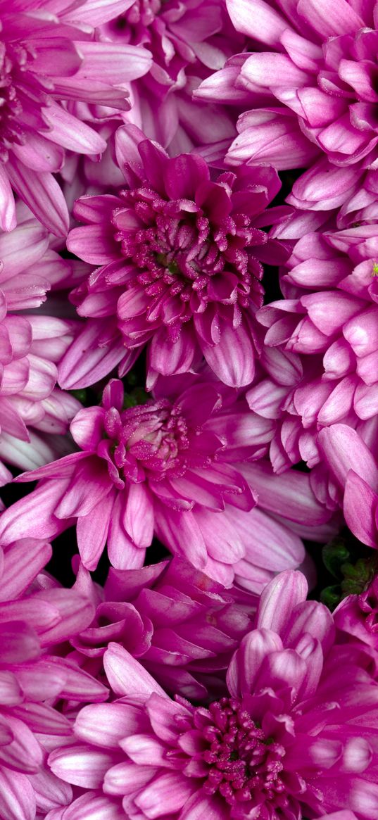 chrysanthemums, flowers, petals, macro, pink