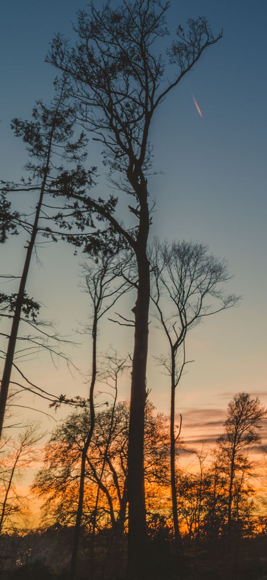 trees, trunks, branches, silhouettes, sky, twilight