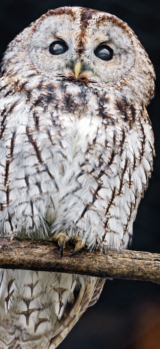 tawny owl, owl, bird, wildlife