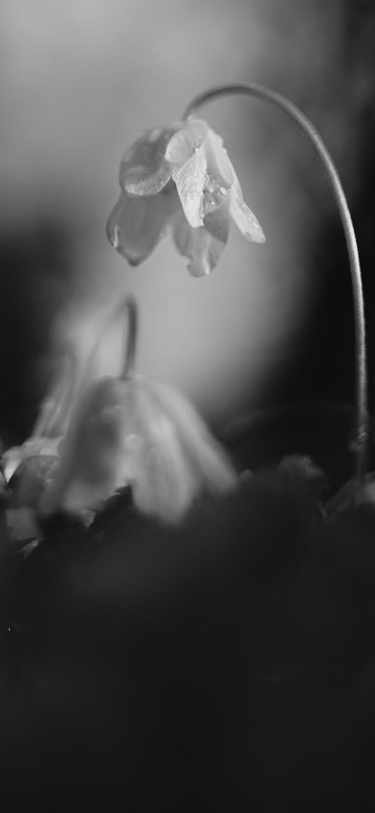 flower, petals, macro, drops, black and white