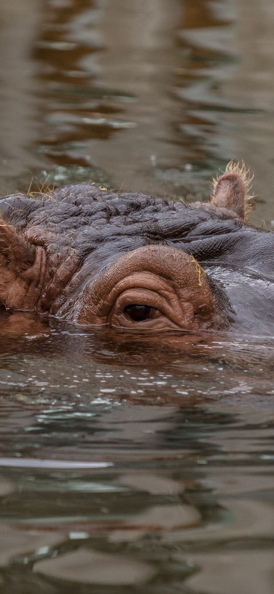 hippo, hippopotamus, animal, underwater, eyes