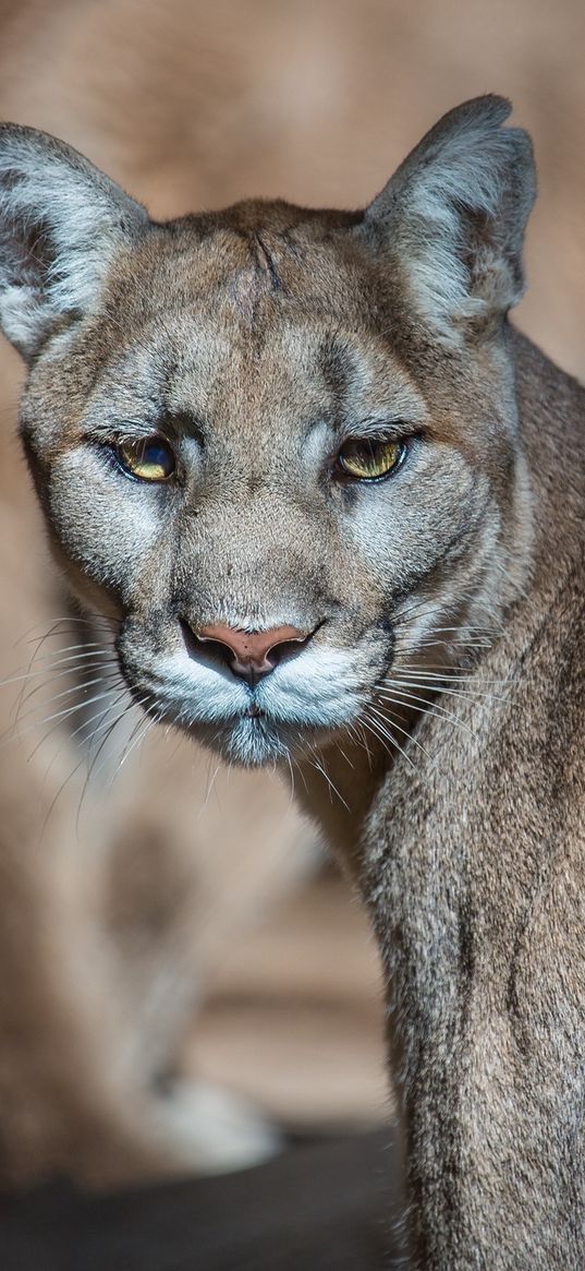 puma, cougar, mountain lion, wild cat, predator, muzzle