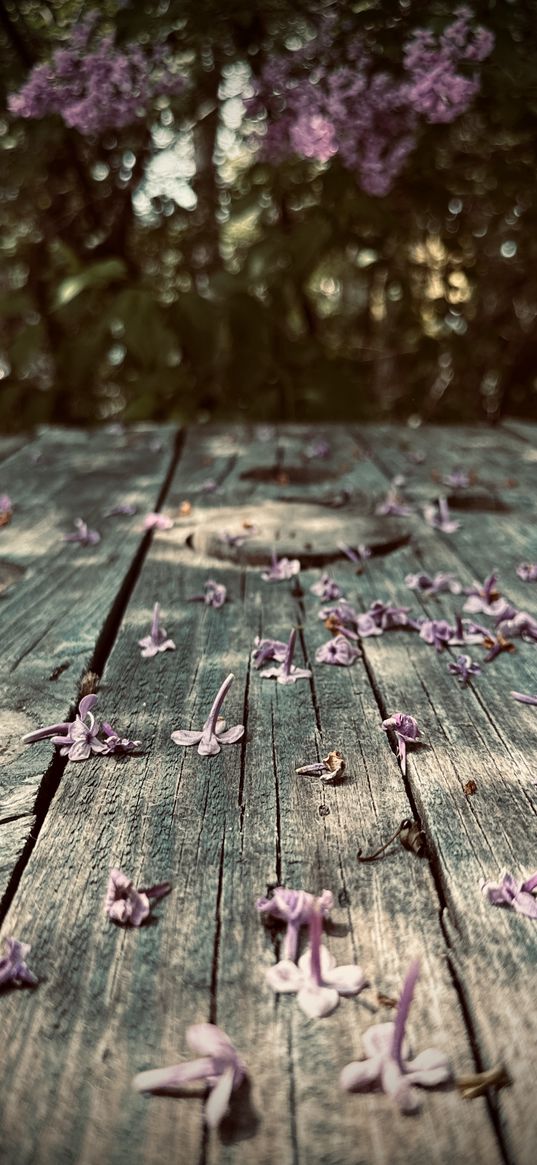 table, tree, flowers, petals, nature