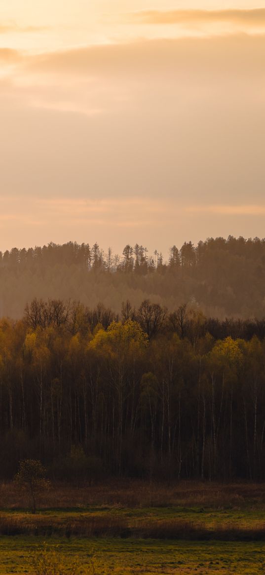 trees, forest, meadow, grass, landscape