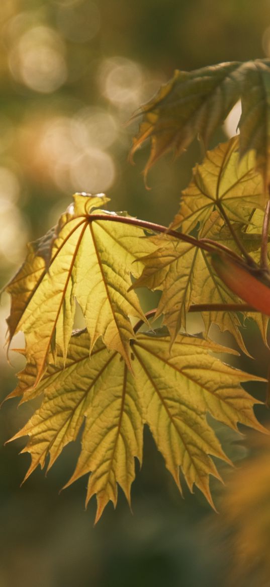 maple, leaves, blur, branch