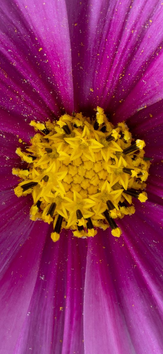 pollen, flower, petals, purple, macro