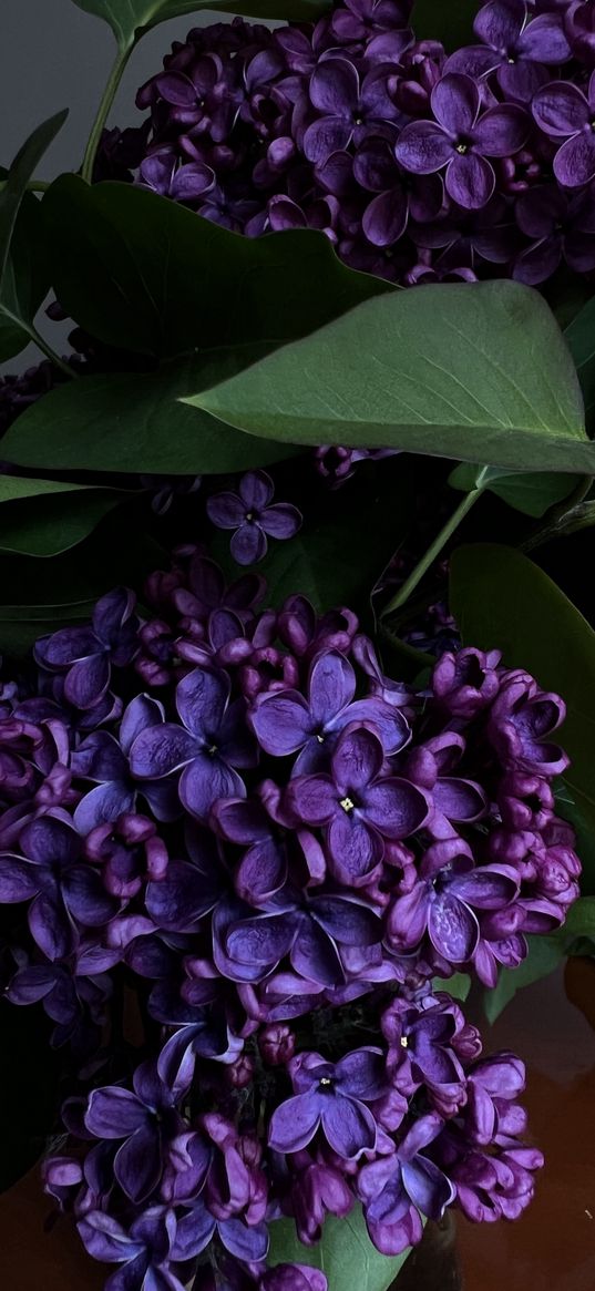 lilac, flowers, bouquet, table