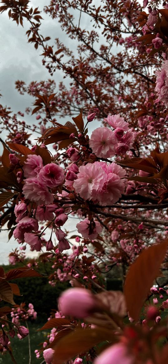 almond, blossom, flowers, pink, orange