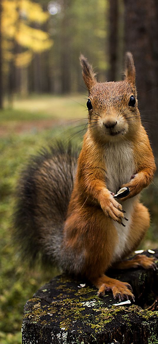 squirrel, grass, shopping, summer, greens