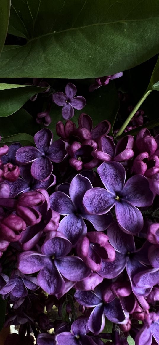 lilac, flowers, purple, leaves, macro