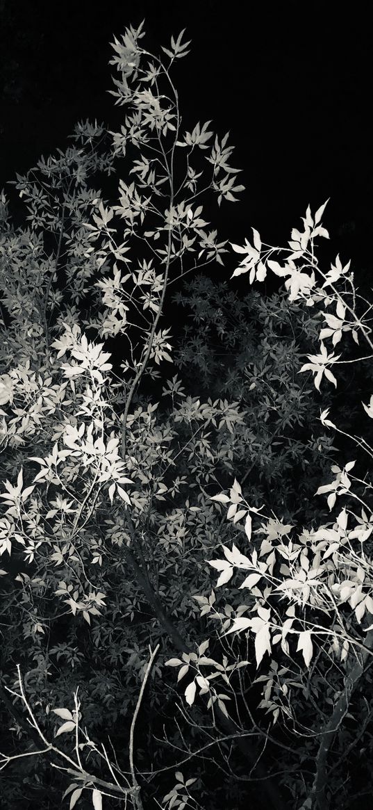 bush, leaves, white, night