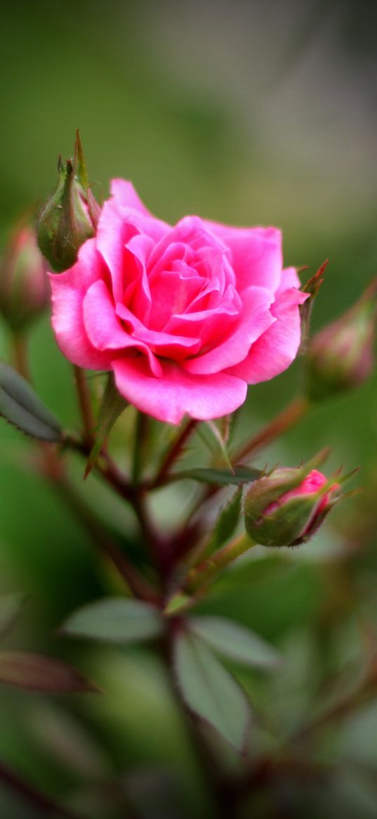 rose, flower, buds, pink, branch, blur