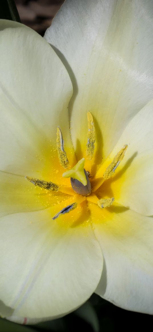 flower, pollen, petals, macro, white