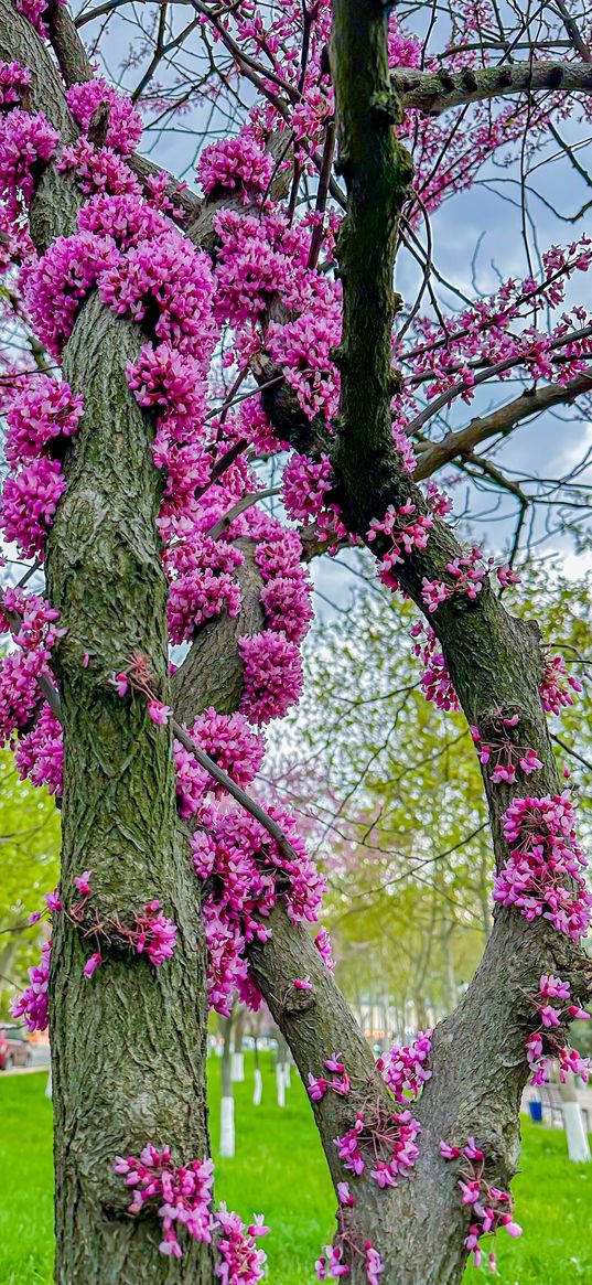 spring, park, may, trees, flowers