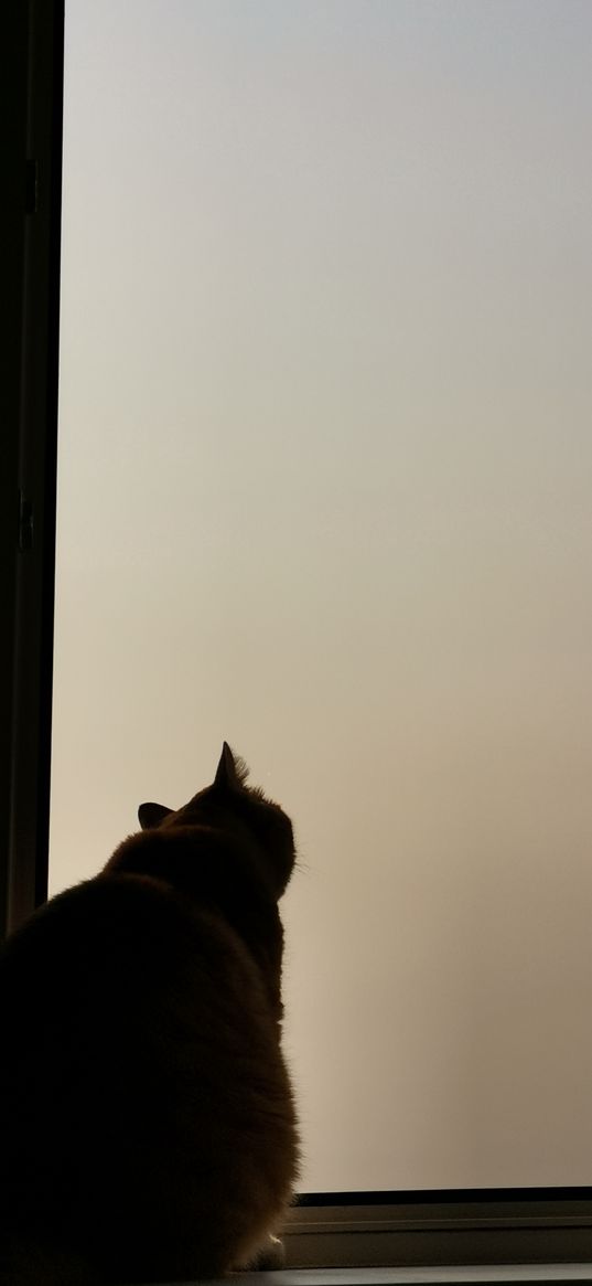 window, silhouette, cat, sky