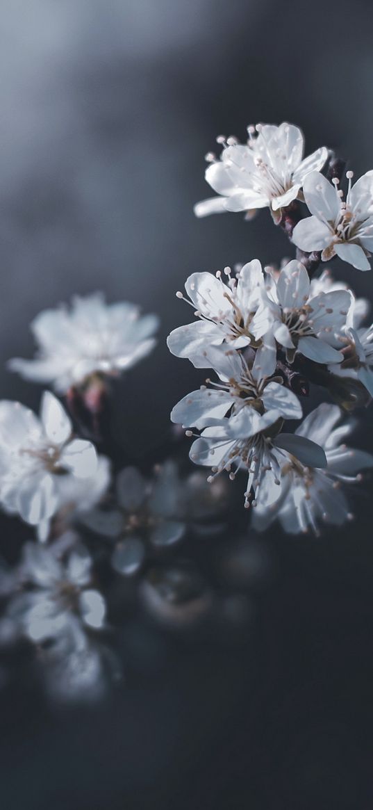 flowers, white, photography, blur