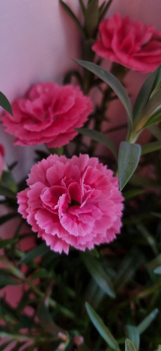 flowers, spring, pink, terry carnation