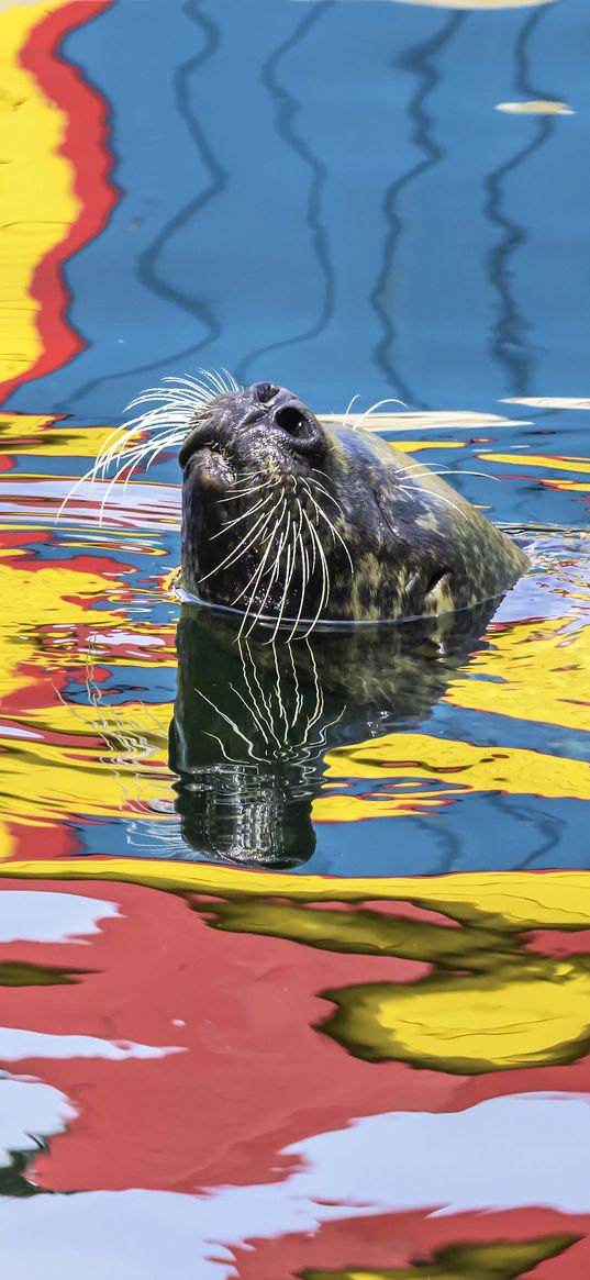 seal, animal, cute, water