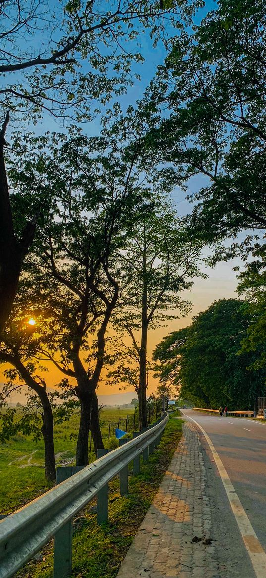 nature, tree, sunset