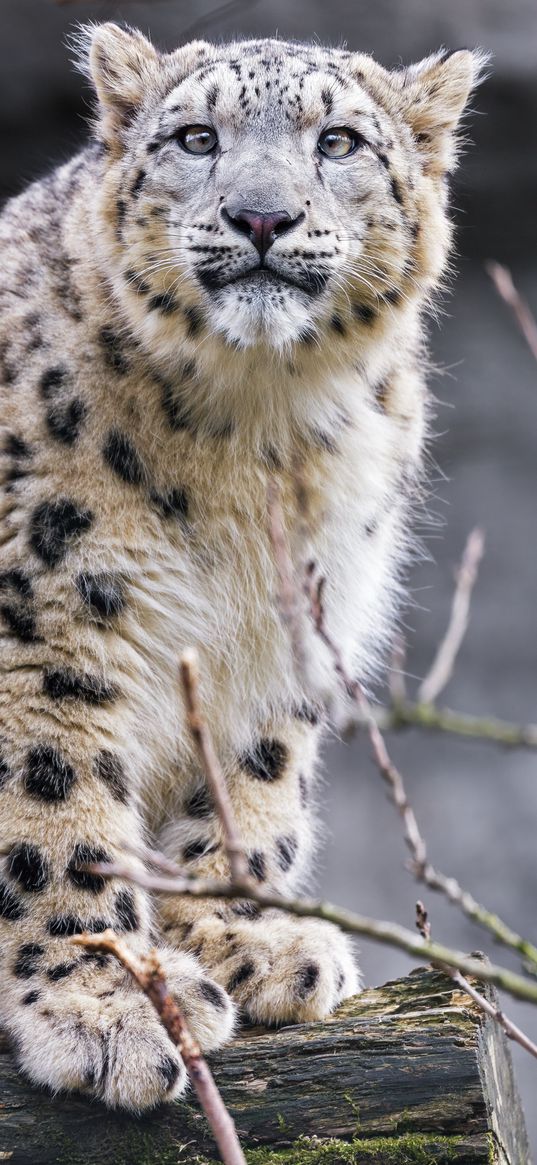 snow leopard, posture, animal, predator, log, wild, nature