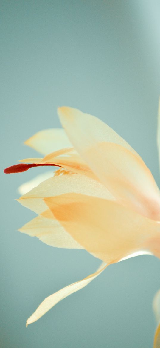 flower, macro, delicate, yellow, plant