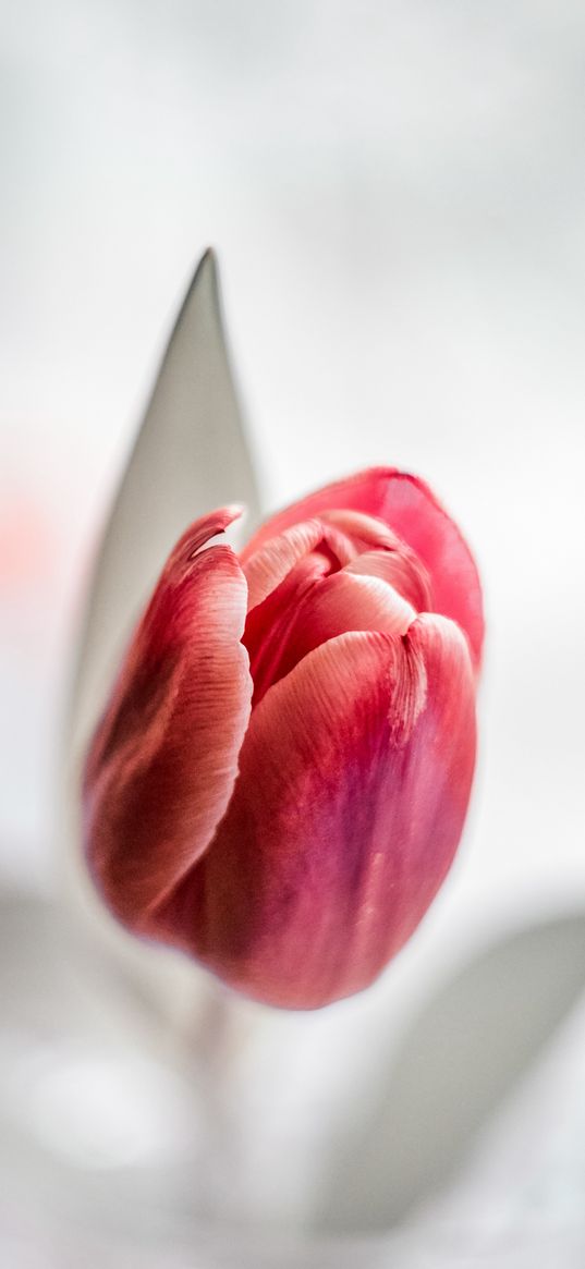 tulip, flower, pink, white, photography