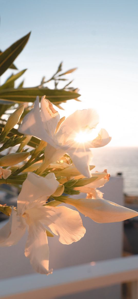 flowers, leaves, sun, photography