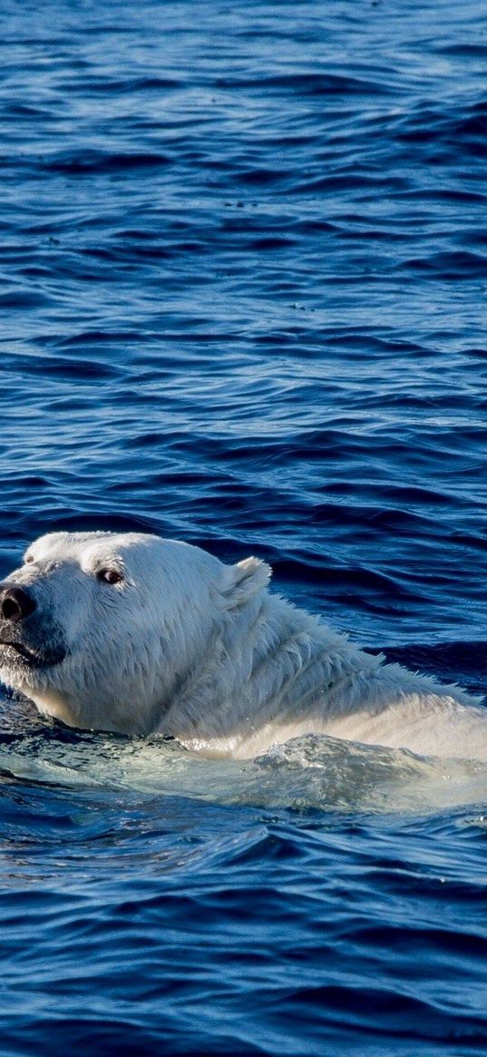 polar bear, sea, swim, bear