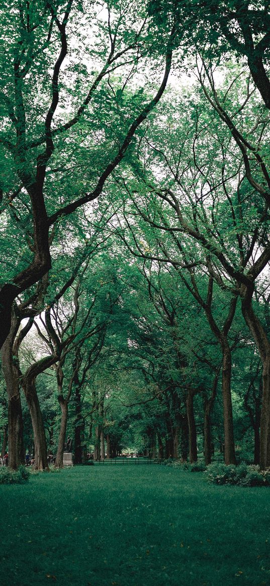 trees, forest, park, nature