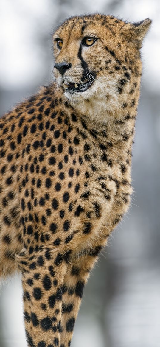 cheetah, wild animal, big cat, blur