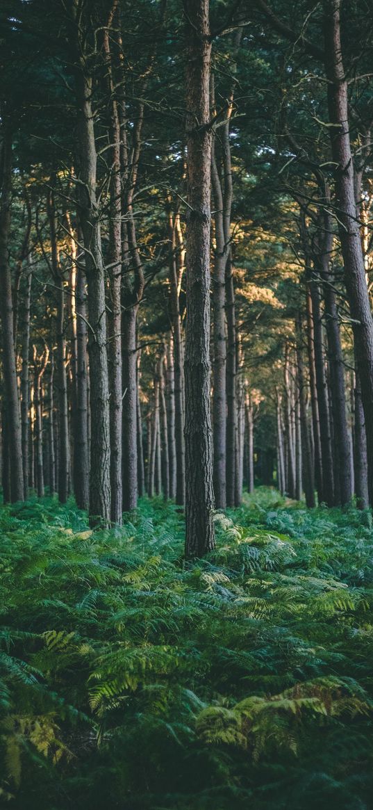 forest, pines, ferns, nature