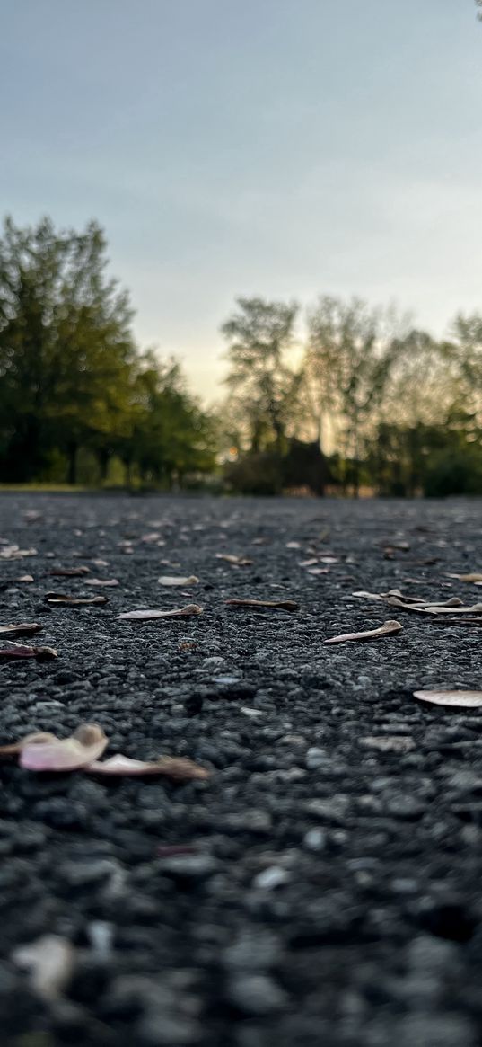 trees, leaves, road, nature, spring, sunset