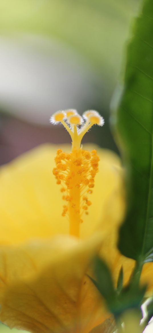 hibiscus, petals, flower, yellow, macro