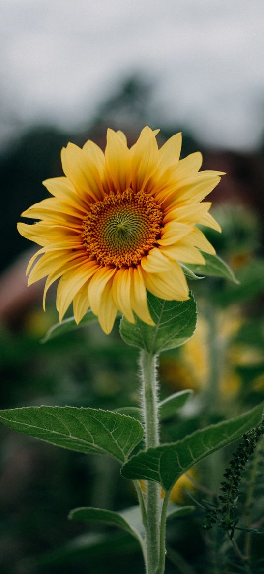 sunflower, tree, green, nature, photo