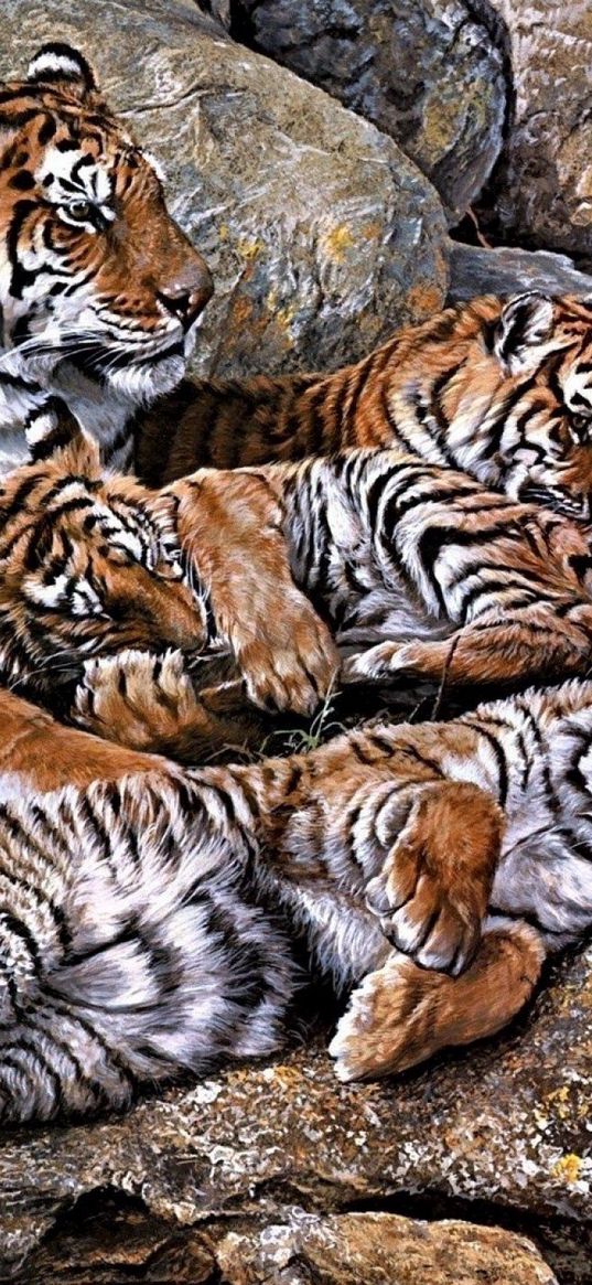 tigers, predators, young, hdr