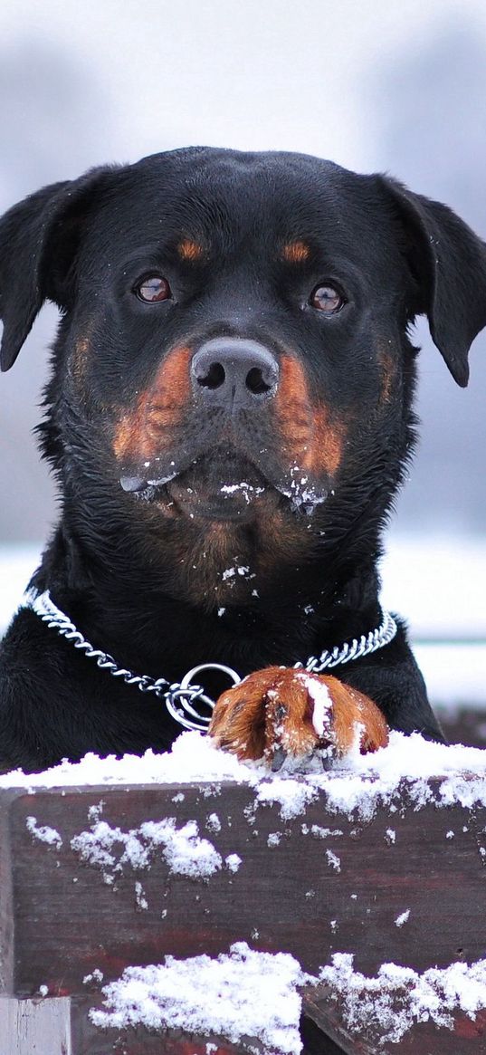 rottweiler, dog, snow, collar, eyes