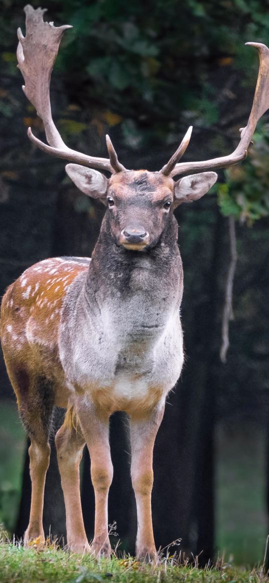 deer, forest, animal, nature