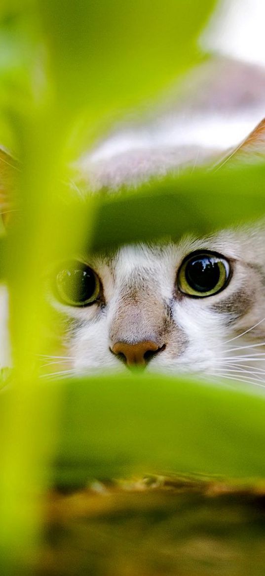 cat, black, white, grass, hunting