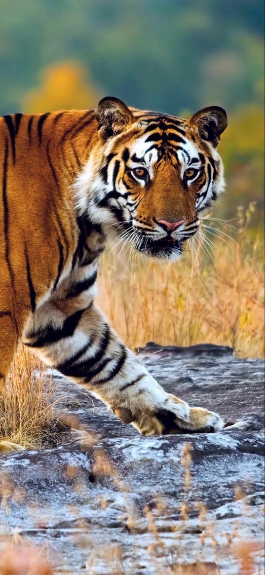 tiger, predator, big cat, wildlife, animal