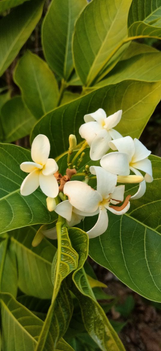 photo, flowers, nice pic, plumeria