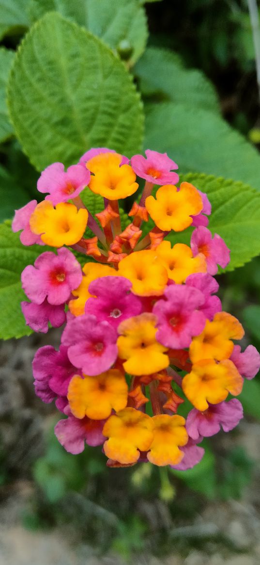 flower, pic, photo, lantana, plant