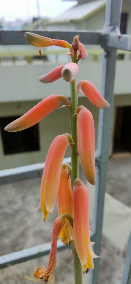 photo, nice pic, flower, aloe