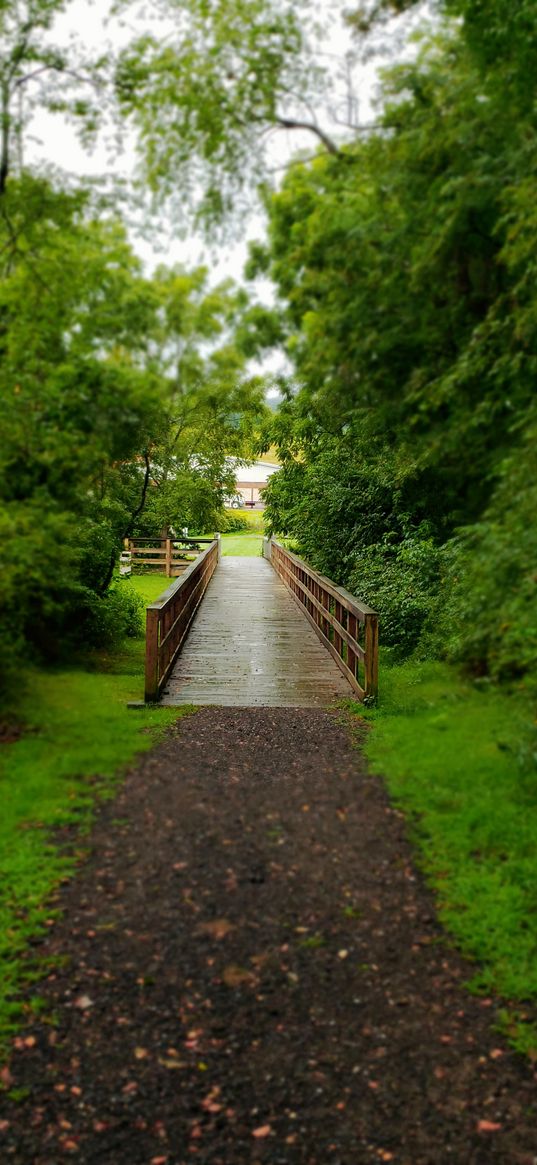 nature, rain, trees, bridge