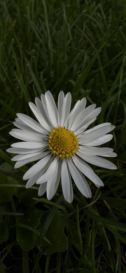 chamomile, flower, field, nature