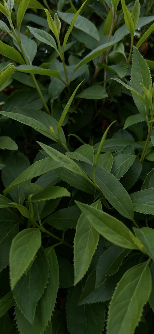 nature, green, bushes