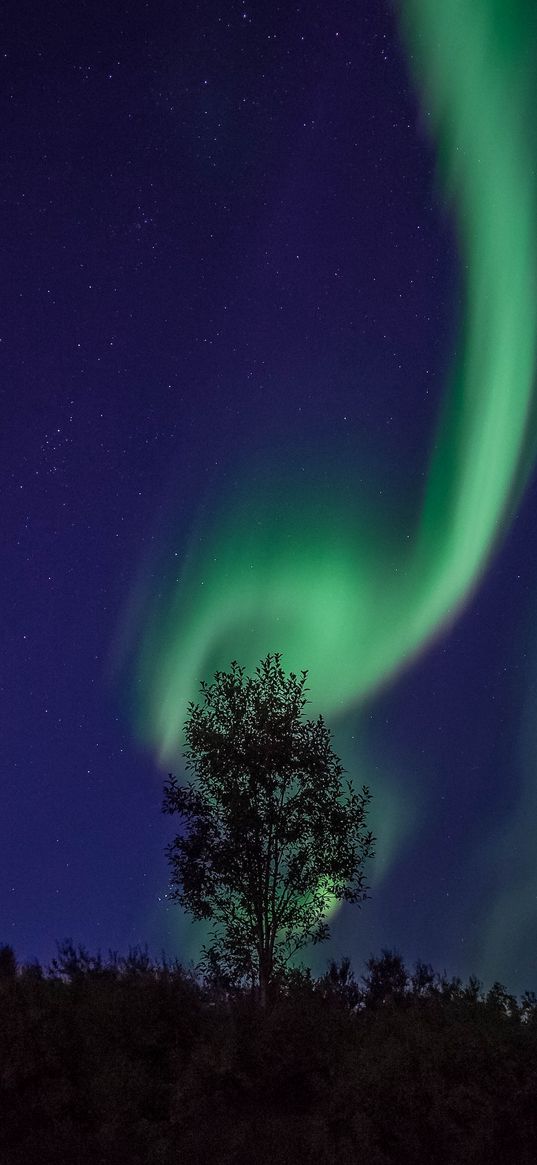 sky, night, star, tree, green, northern lights